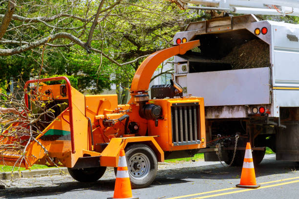  Orlovista, FL Tree Removal Pros