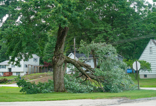 Best Utility Line Clearance  in Orlovista, FL