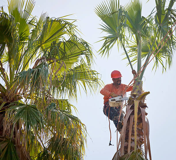 Best Tree Disease Treatment  in Orlovista, FL