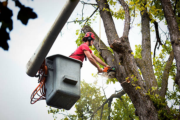 Best Palm Tree Trimming  in Orlovista, FL